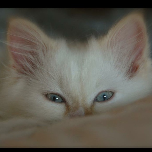 Meet your Posher, Shelley - Picture 1 of 1